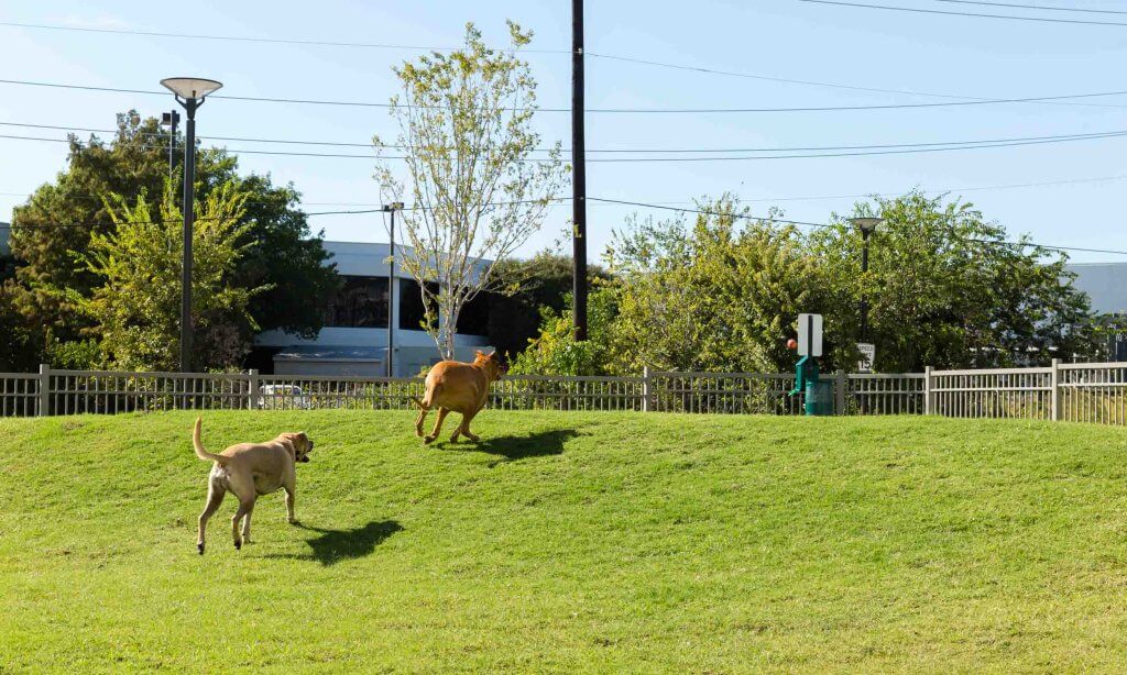 dog park at pet-friendly UTD Off-Campus Housing